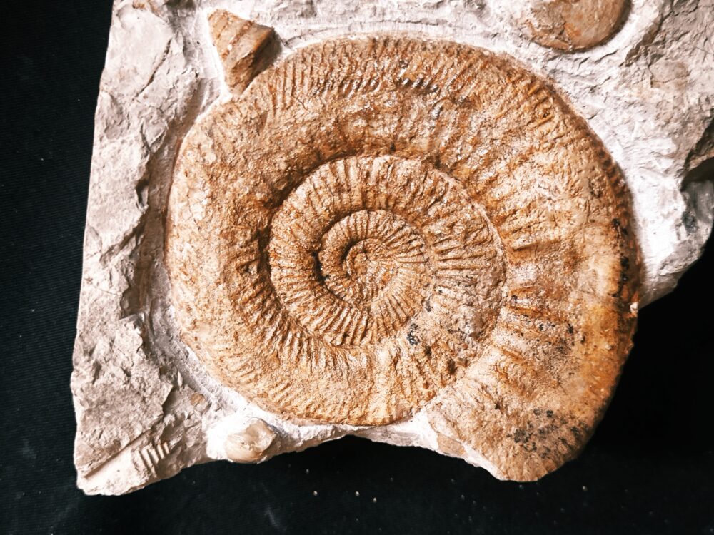 Stufe mit pathologischer Ardescia desmoides, Schnecke und Glochiceras, Malm, Böttingen * reserviert *