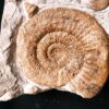 Stufe mit pathologischer Ardescia desmoides, Schnecke und Glochiceras, Malm, Böttingen * reserviert *