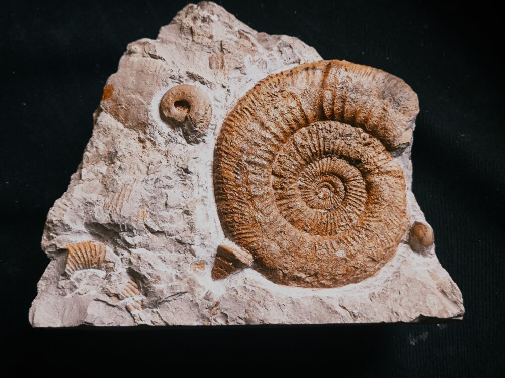 Stufe mit pathologischer Ardescia desmoides, Schnecke und Glochiceras, Malm, Böttingen * reserviert *