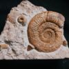 Stufe mit pathologischer Ardescia desmoides, Schnecke und Glochiceras, Malm, Böttingen * reserviert *