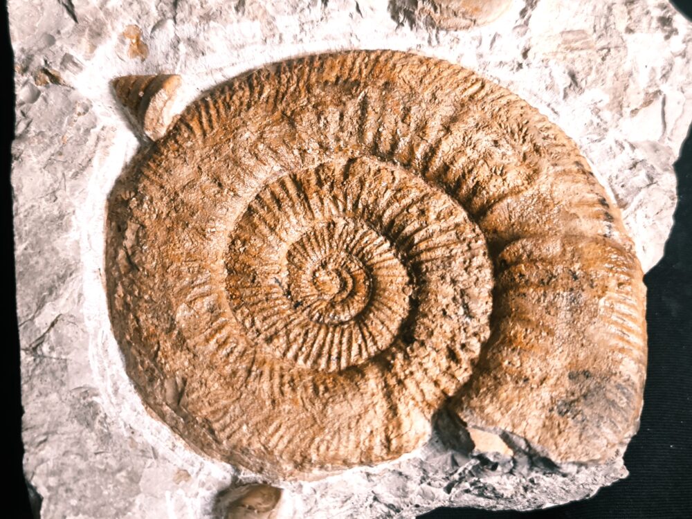 Stufe mit pathologischer Ardescia desmoides, Schnecke und Glochiceras, Malm, Böttingen * reserviert *