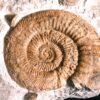 Stufe mit pathologischer Ardescia desmoides, Schnecke und Glochiceras, Malm, Böttingen * reserviert *