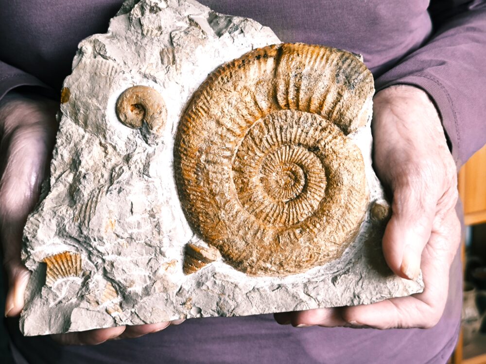 Stufe mit pathologischer Ardescia desmoides, Schnecke und Glochiceras, Malm, Böttingen * reserviert *