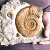 Stufe mit pathologischer Ardescia desmoides, Schnecke und Glochiceras, Malm, Böttingen * reserviert *