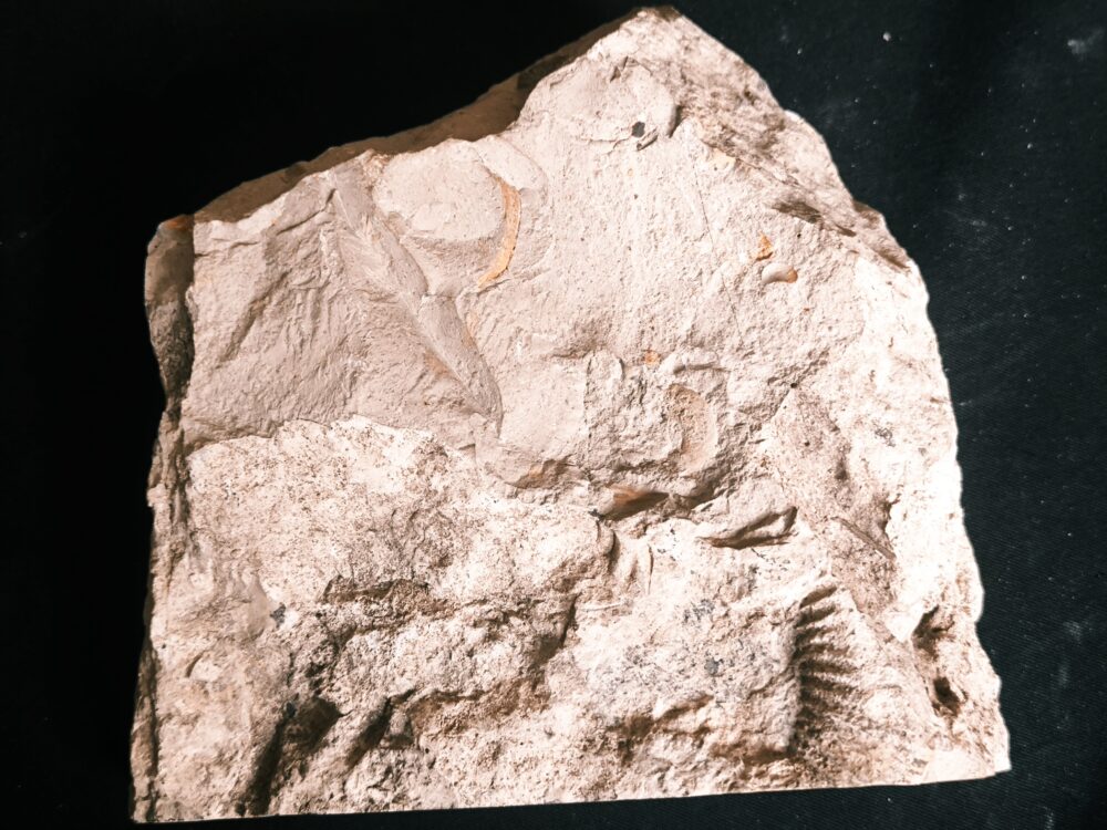 Stufe mit pathologischer Ardescia desmoides, Schnecke und Glochiceras, Malm, Böttingen * reserviert *