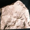 Stufe mit pathologischer Ardescia desmoides, Schnecke und Glochiceras, Malm, Böttingen * reserviert *