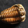 Flexicalymene ouzregui, Ordovizium, Marokko  * reserviert *