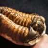 Flexicalymene ouzregui, Ordovizium, Marokko  * reserviert *