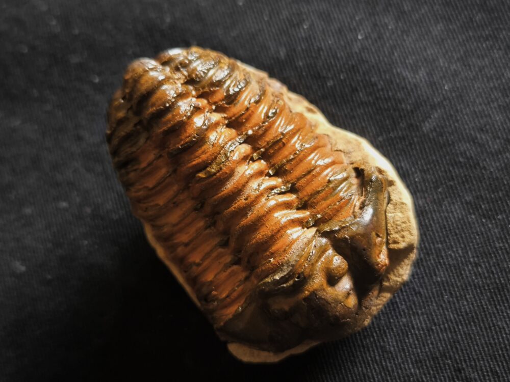 Flexicalymene ouzregui, Ordovizium, Marokko  * reserviert *