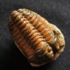 Flexicalymene ouzregui, Ordovizium, Marokko  * reserviert *