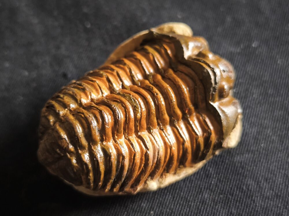 Flexicalymene ouzregui, Ordovizium, Marokko  * reserviert *