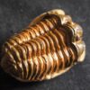 Flexicalymene ouzregui, Ordovizium, Marokko  * reserviert *