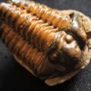 Flexicalymene ouzregui, Ordovizium, Marokko  * reserviert *