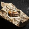 Trilobit, Ellipsocephalus hoffi, Kambrium, Tschechien
