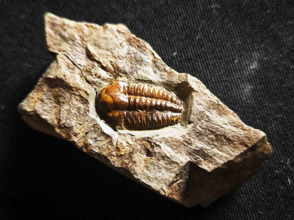 Trilobit, Ellipsocephalus hoffi, Kambrium, Tschechien