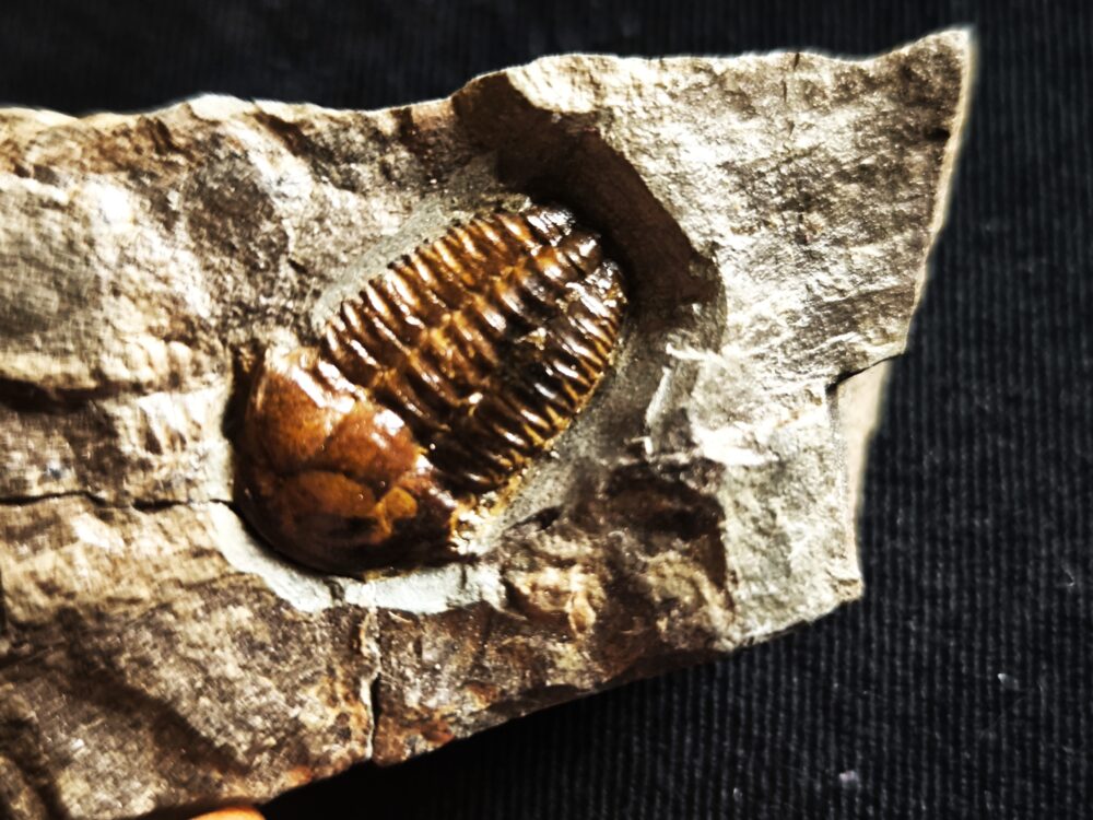 Trilobit, Ellipsocephalus hoffi, Kambrium, Tschechien