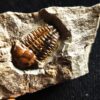 Trilobit, Ellipsocephalus hoffi, Kambrium, Tschechien