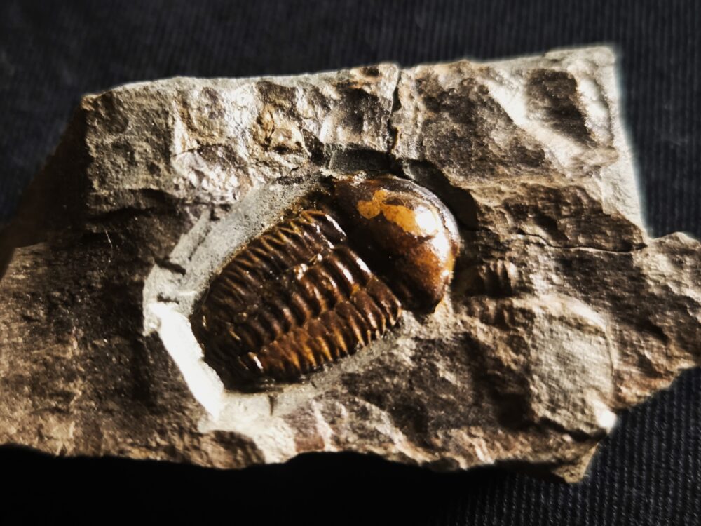 Trilobit, Ellipsocephalus hoffi, Kambrium, Tschechien
