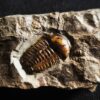 Trilobit, Ellipsocephalus hoffi, Kambrium, Tschechien