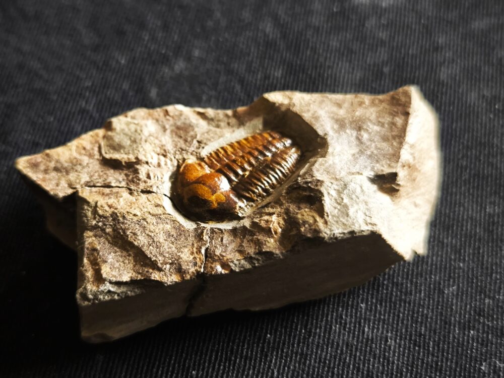 Trilobit, Ellipsocephalus hoffi, Kambrium, Tschechien