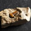 Trilobit, Ellipsocephalus hoffi, Kambrium, Tschechien