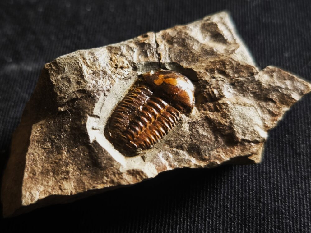 Trilobit, Ellipsocephalus hoffi, Kambrium, Tschechien