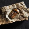Trilobit, Ellipsocephalus hoffi, Kambrium, Tschechien