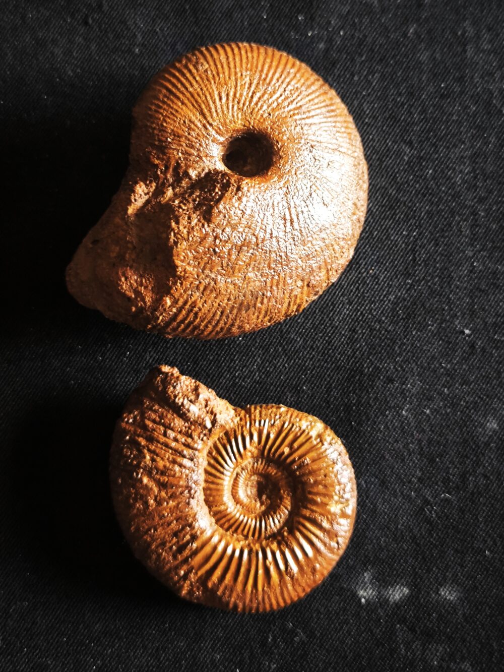 Macrocephalites jaquoti und Homoeoplanulites homoeomorphus, Dogger, Blumberg * reserviert *