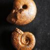 Macrocephalites jaquoti und Homoeoplanulites homoeomorphus, Dogger, Blumberg * reserviert *