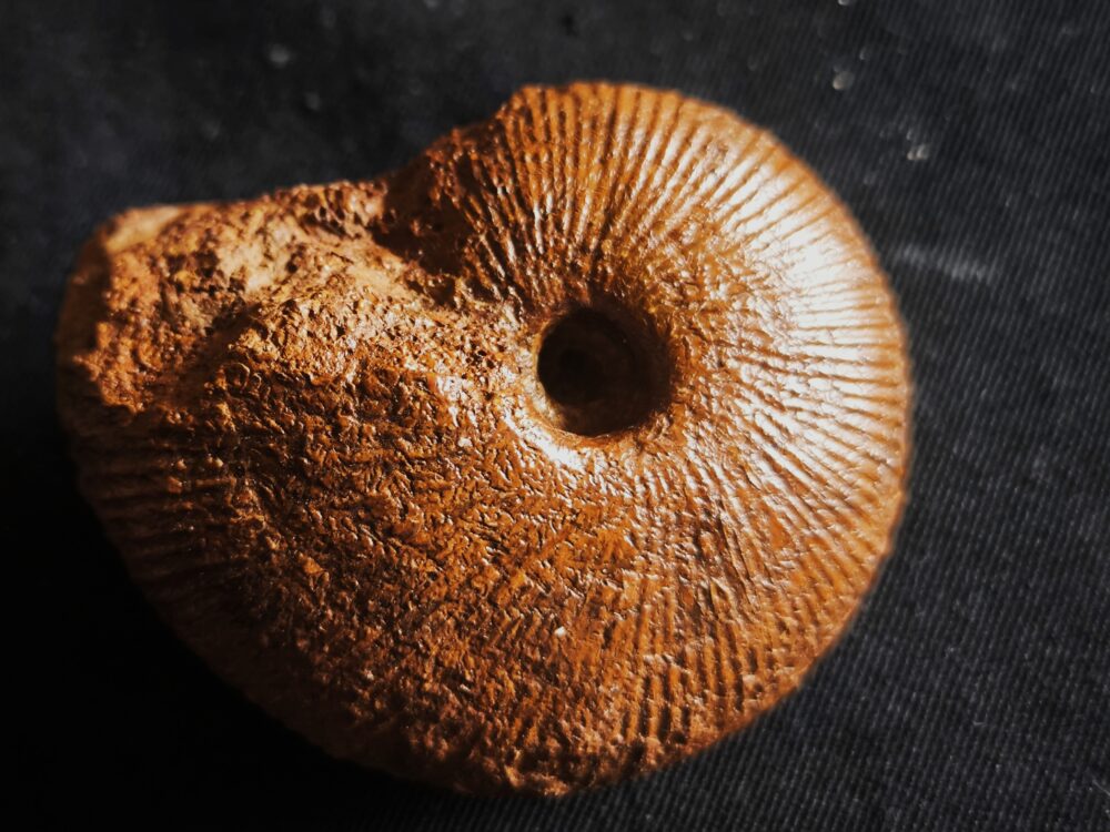 Macrocephalites jaquoti und Homoeoplanulites homoeomorphus, Dogger, Blumberg * reserviert *