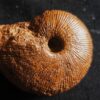 Macrocephalites jaquoti und Homoeoplanulites homoeomorphus, Dogger, Blumberg * reserviert *