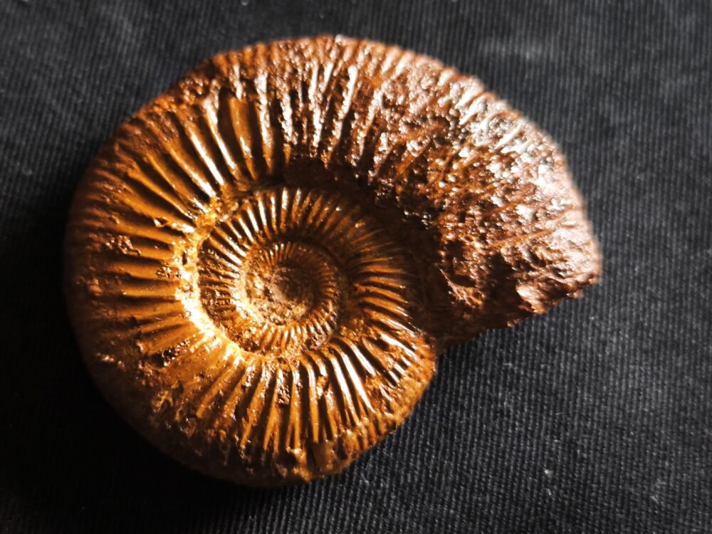 Macrocephalites jaquoti und Homoeoplanulites homoeomorphus, Dogger, Blumberg * reserviert *