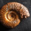 Macrocephalites jaquoti und Homoeoplanulites homoeomorphus, Dogger, Blumberg * reserviert *