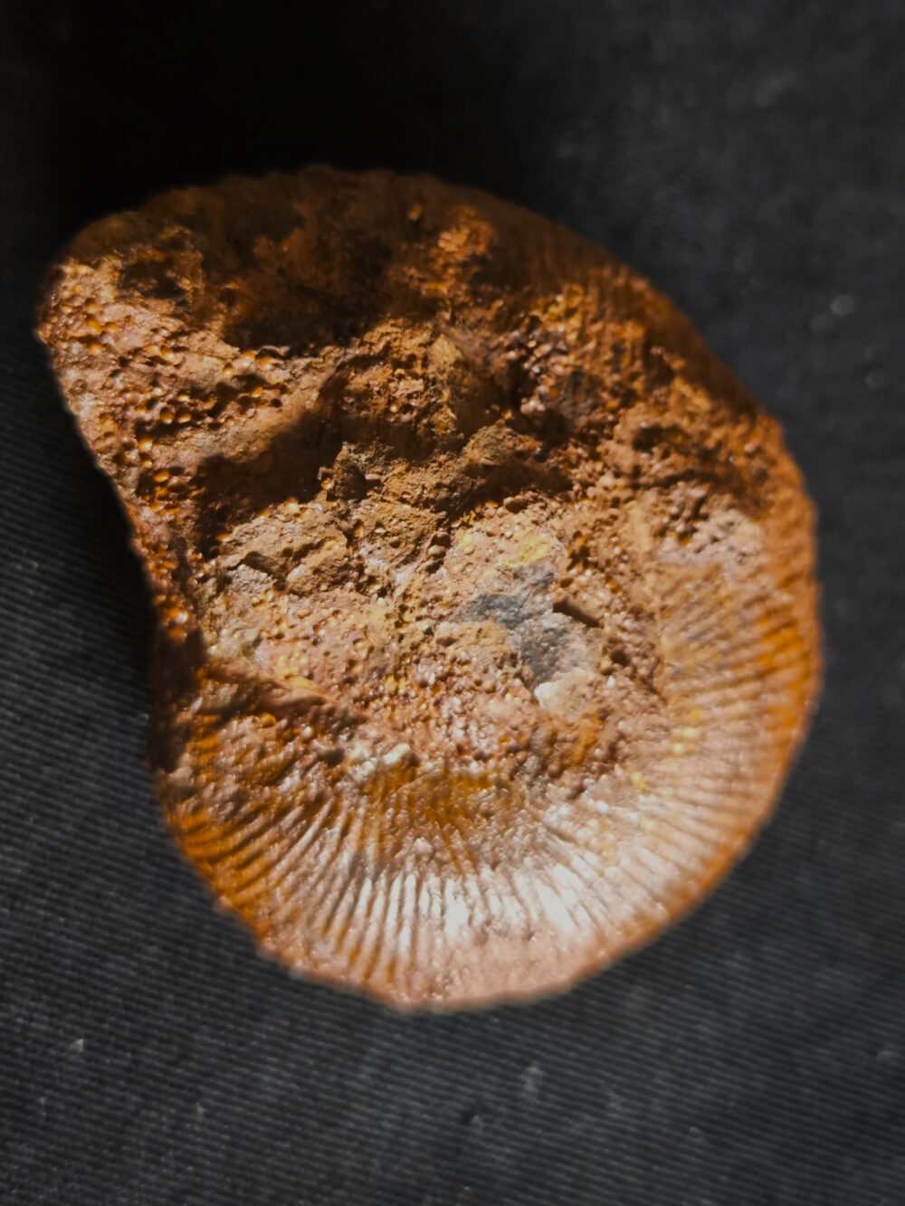 Macrocephalites jaquoti und Homoeoplanulites homoeomorphus, Dogger, Blumberg * reserviert *