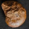 Macrocephalites jaquoti und Homoeoplanulites homoeomorphus, Dogger, Blumberg * reserviert *