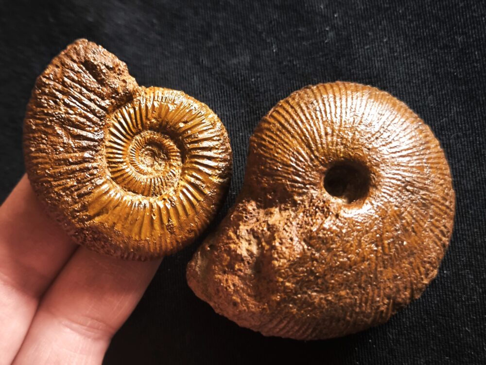 Macrocephalites jaquoti und Homoeoplanulites homoeomorphus, Dogger, Blumberg * reserviert *