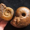 Macrocephalites jaquoti und Homoeoplanulites homoeomorphus, Dogger, Blumberg * reserviert *