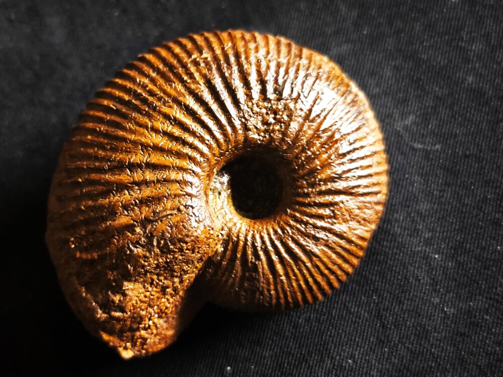 Macrocephalites jaquoti, Dogger, Blumberg * reserviert *