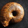 Macrocephalites jaquoti, Dogger, Blumberg * reserviert *