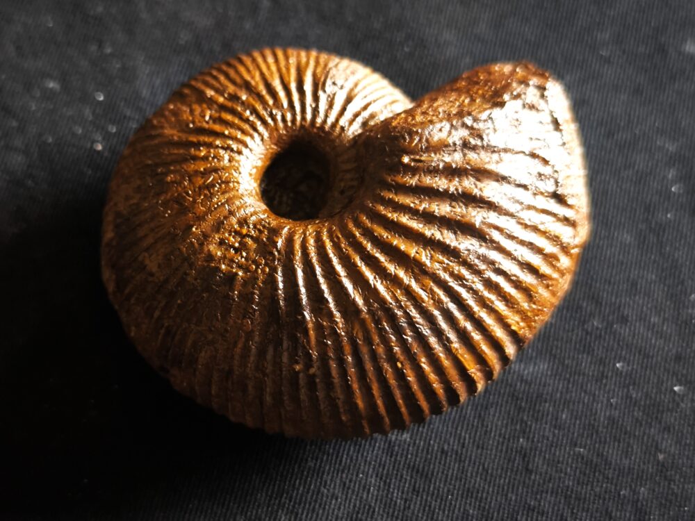 Macrocephalites jaquoti, Dogger, Blumberg * reserviert *