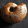 Macrocephalites jaquoti, Dogger, Blumberg * reserviert *