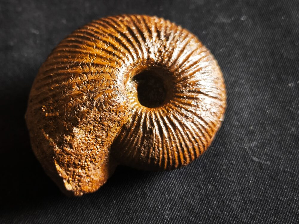 Macrocephalites jaquoti, Dogger, Blumberg * reserviert *