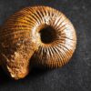 Macrocephalites jaquoti, Dogger, Blumberg * reserviert *
