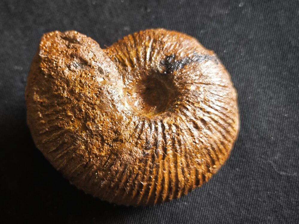 Macrocephalites jaquoti, Dogger, Blumberg * reserviert *