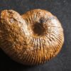 Macrocephalites jaquoti, Dogger, Blumberg * reserviert *