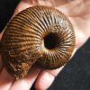 Macrocephalites jaquoti, Dogger, Blumberg * reserviert *