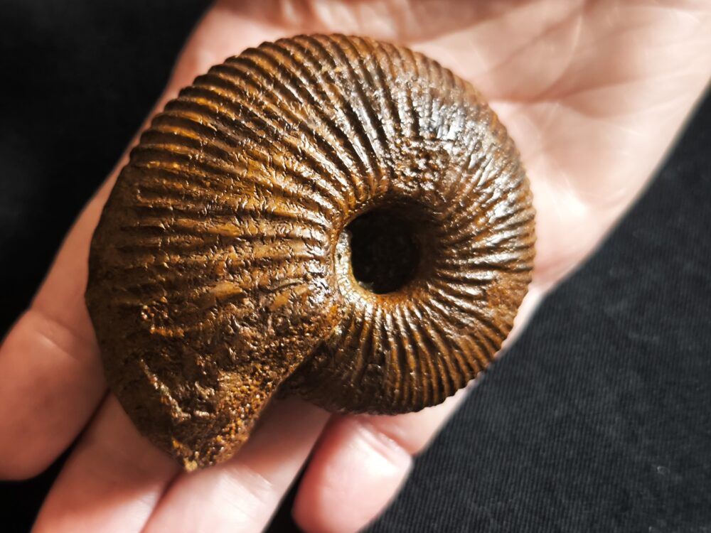 Macrocephalites jaquoti, Dogger, Blumberg * reserviert *