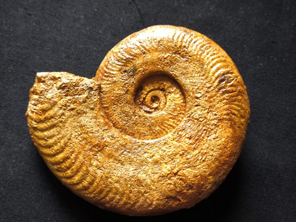 Harpoceras falciferum, Lias, Thouars, Frankreich