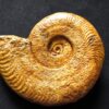 Harpoceras falciferum, Lias, Thouars, Frankreich