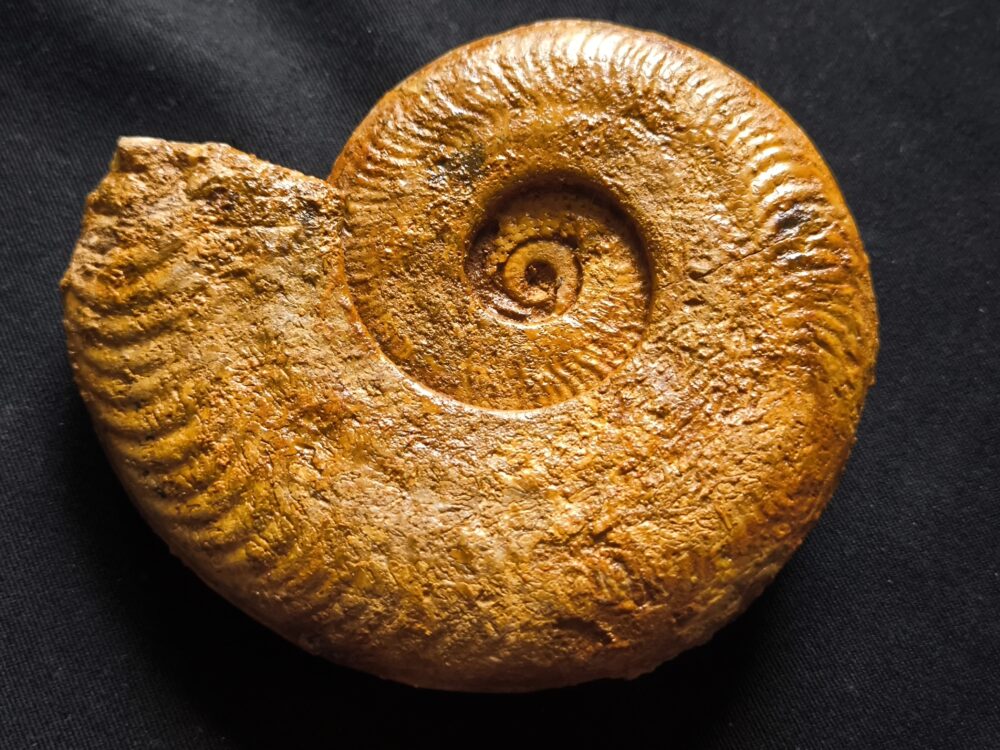 Harpoceras falciferum, Lias, Thouars, Frankreich